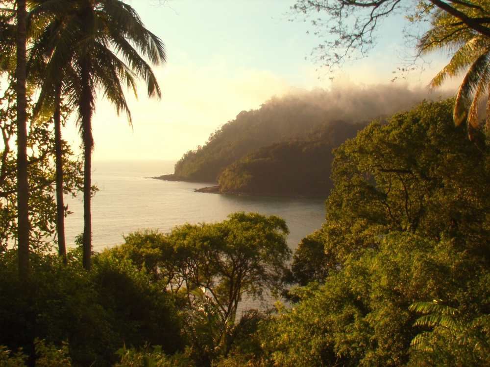 Punta de selva que cae al mar en una costa remota del Pacífico, con palmeras en primer plano y una nube levantándose de la cresta a primera hora