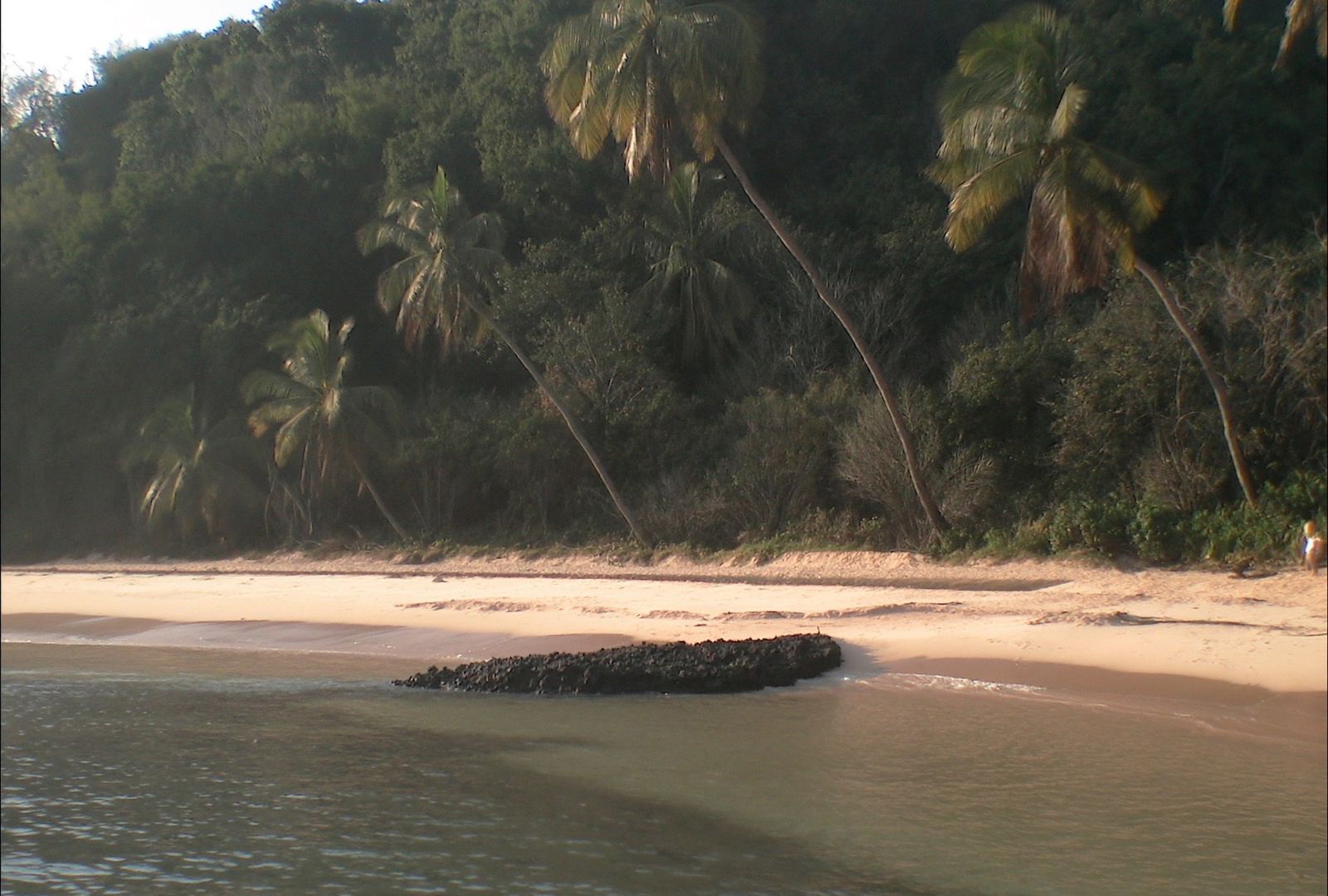 Playa caribeña angosta con cocoteros inclinados sobre el agua, un afloramiento de roca oscura en la orilla y el bosque pegado a la arena