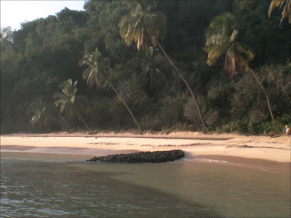 Playa caribeña angosta con cocoteros inclinados sobre el agua, un afloramiento de roca oscura en la orilla y el bosque pegado a la arena