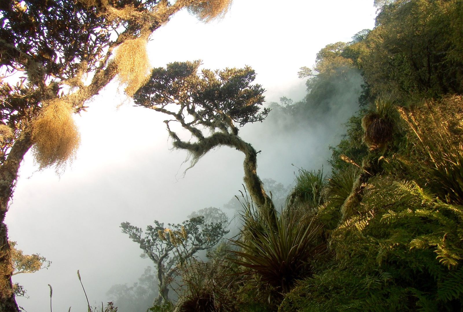 Cresta de bosque nuboso con árboles retorcidos cargados de musgo y barba de viejo, y la neblina cubriendo la ladera